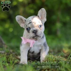 Petunia, French Bulldog Puppy